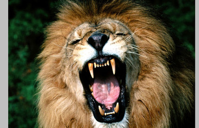 Leão brasileiro é ainda o mais feroz do mundo
